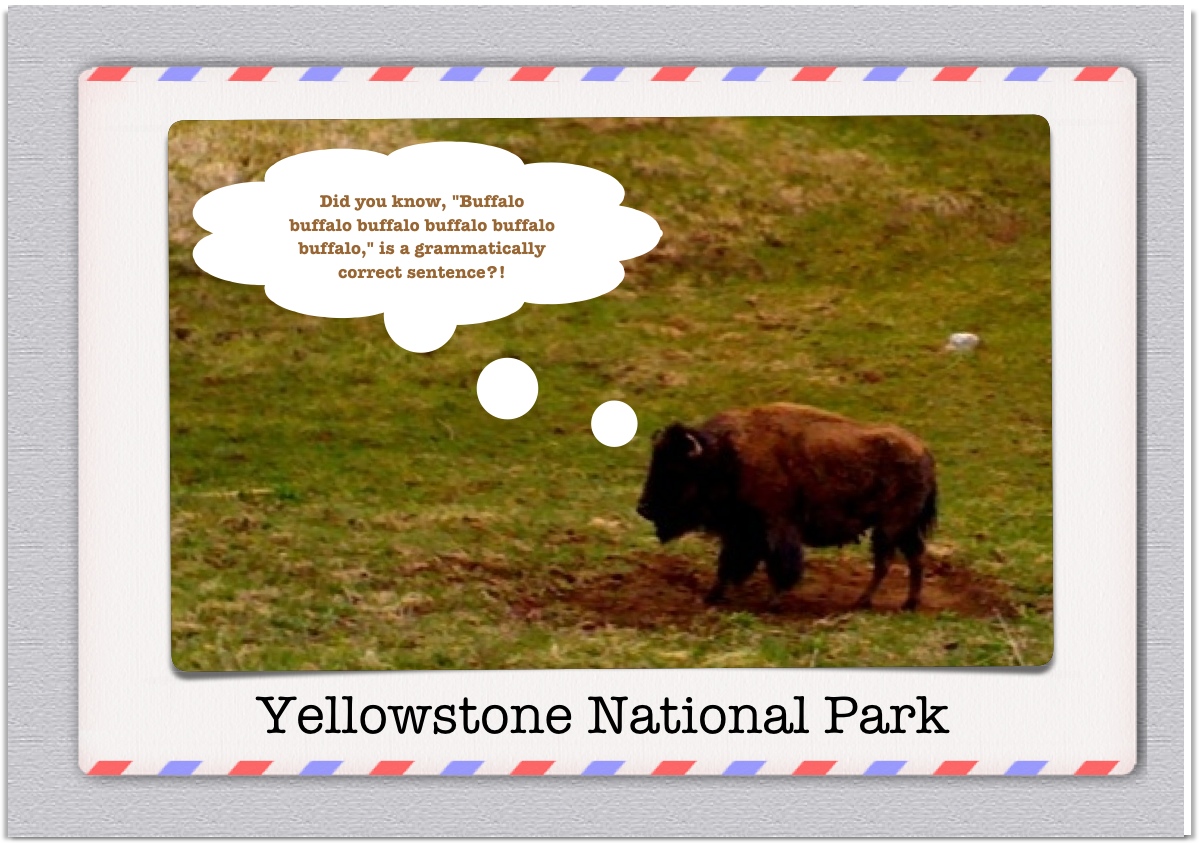 Buffalo buffalo buffalo Yellowstone  National Park postcard