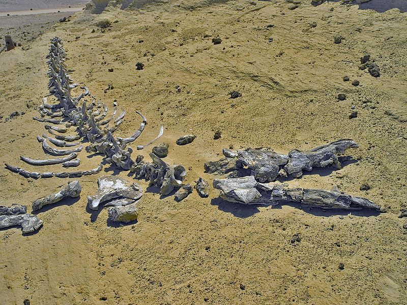 Wadi Al-Hitan - Egypt - Whale Graveyard - Atlas Obscura