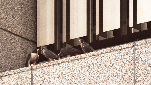 San Francisco Peregrine Falcons - Blog - Atlas Obscura
