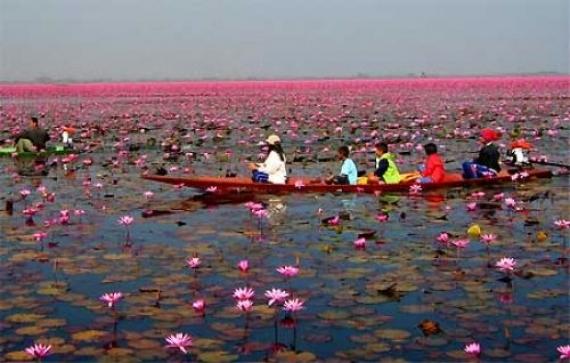 Lotus Lake - Udon Thani, Thailand - Best of Atlas Obscura Places