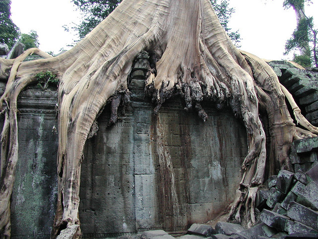 Ta Prohm Tree Roots - Atlas Obscura Travel Blog