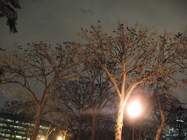 Flock of Crows - Murder of Ravens in Loring Park - Minneapolis Atlas Obscura