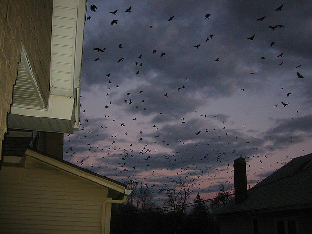 Crows Flocking to Roost - Atlas Obscura Blog - Winter Crow Murders
