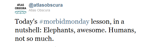 Elephants are awesome