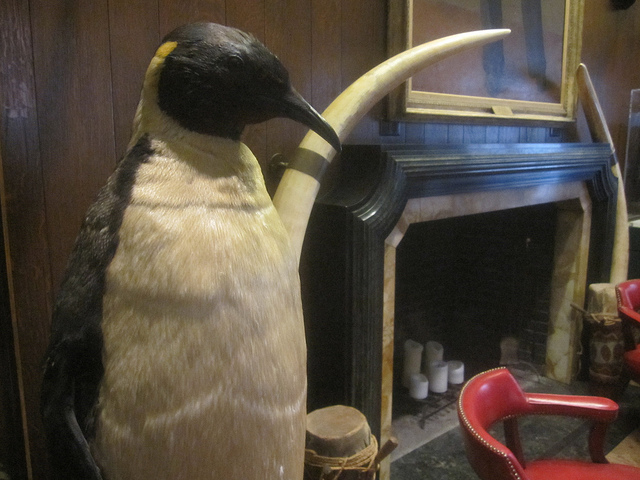 Emperor Penguin Taxidermy - Explorers Club New York City - Atlas Obscura