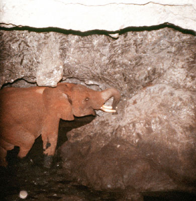 Kitum Cave - Elephants Licking Salt - Atlas Obscura Blog