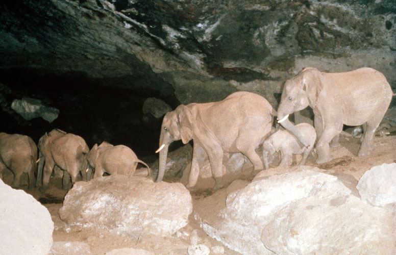 Kitum Cave of Kenya - Elephants Eating Salt - Atlas Obscura Blog
