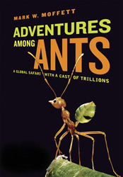 Adventures Among Ants