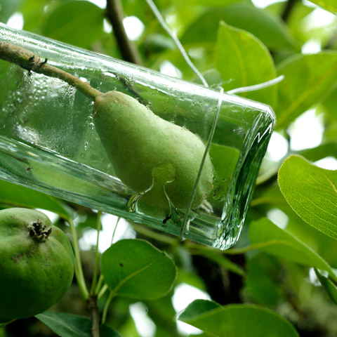 Grow Pear in a Bottle on Tree - Pear Brandy - Atlas Obscura Blog