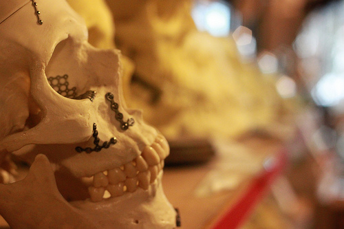 Skull at the Bone Room